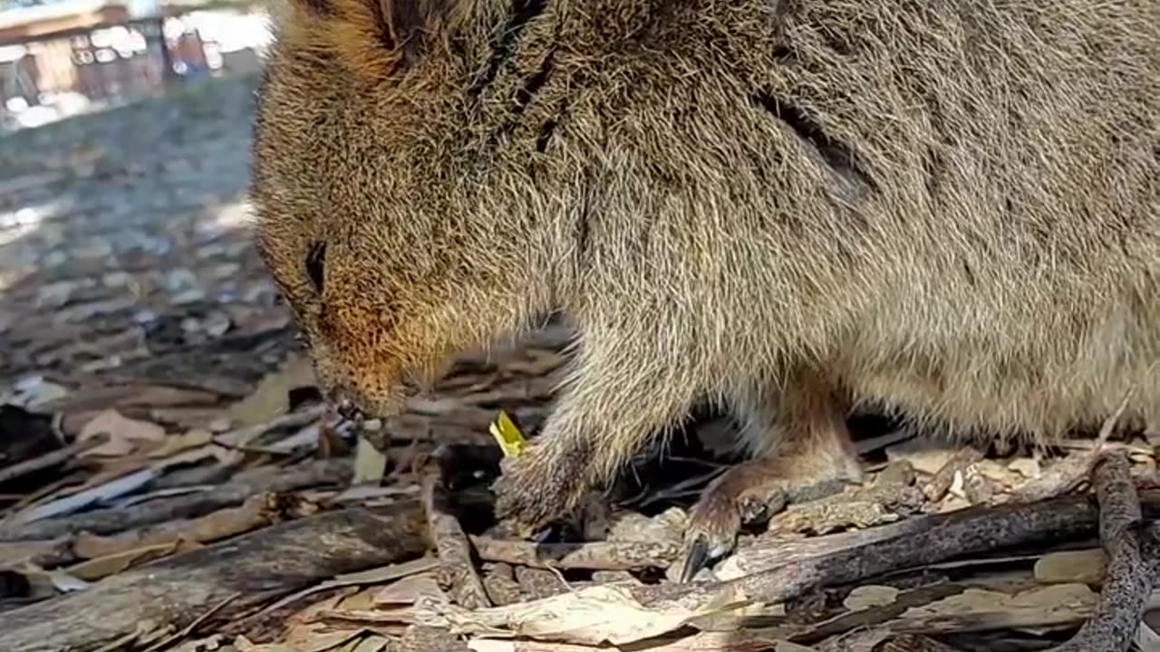 Oh to be a quokka munching on a leaf.