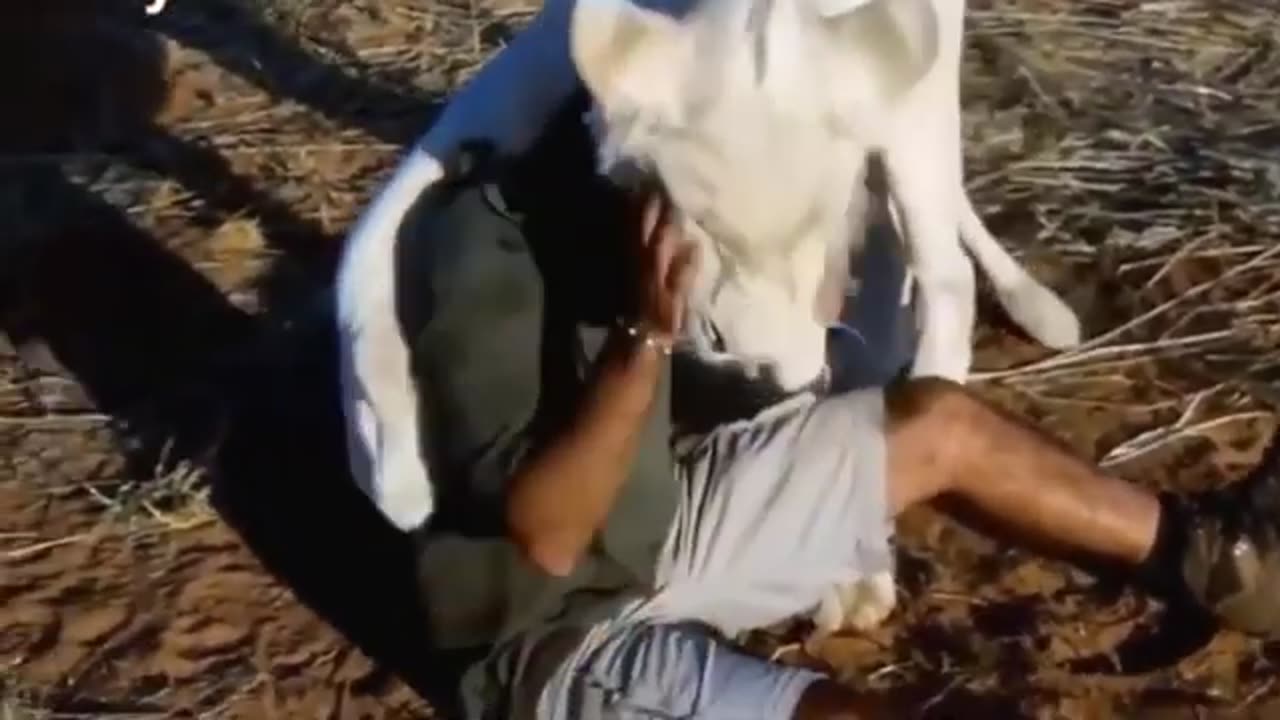 Hugging Love with Animals! relaxing 15 min!