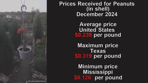 Prices Received for Peanuts in USA December 2024