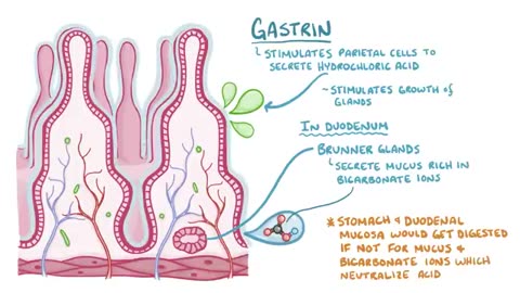 Peptic ulcer disease - causes, symptoms, diagnosis, treatment, pathology