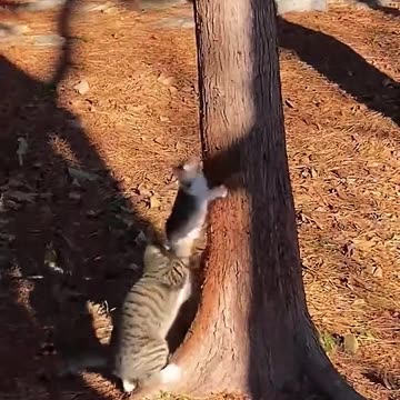 ЛЮБОВТА НА МАМА КОТКА