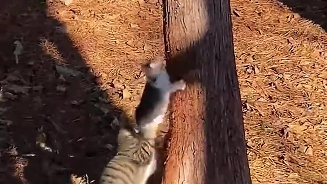 ЛЮБОВТА НА МАМА КОТКА