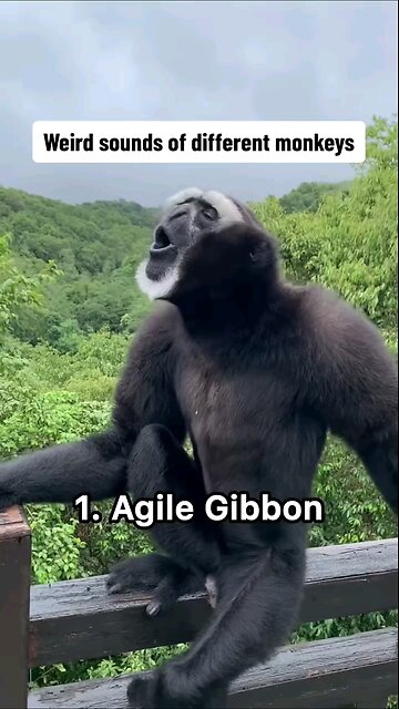 Weird sounds of diffrent monkeys