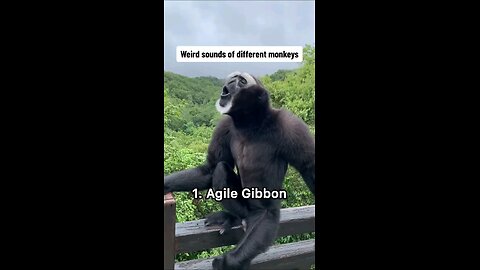 Weird sounds of diffrent monkeys