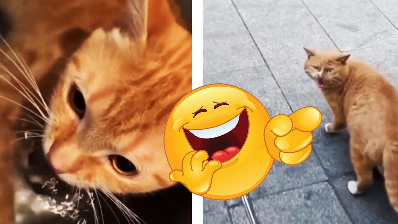 Funny cats. Complation 45