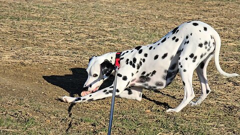 Luna Got A Beef Bone