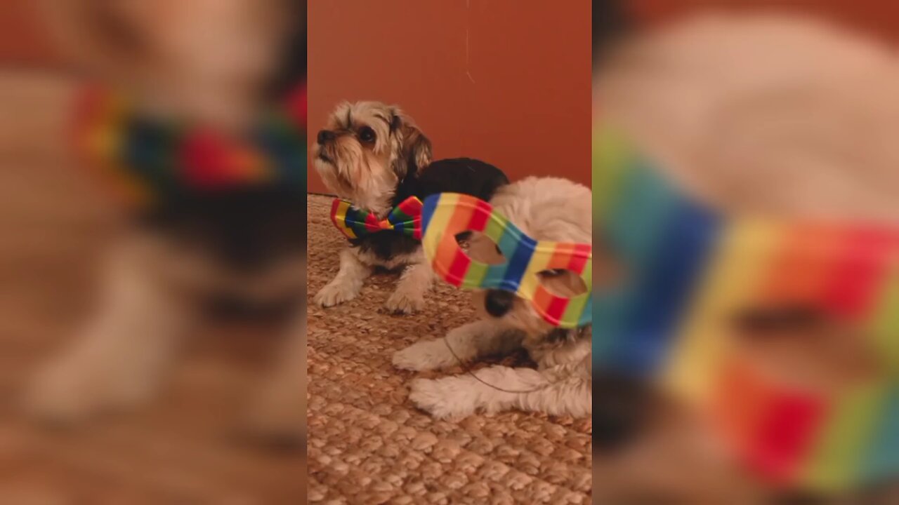 Dogs enjoying party🥳🎈