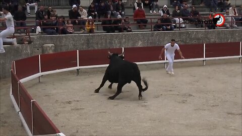 bull fight