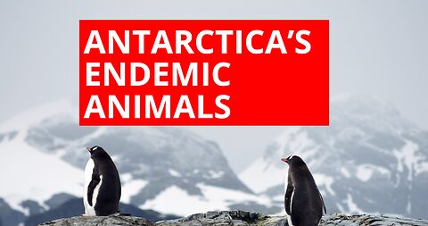 Antarctica's Coolest Residents! , endemic animals Emperor Penguin, Adélie Penguin, Weddell Seal