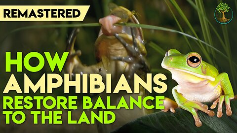 How Amphibians Restore Balance To The Land | Harvey Tweats