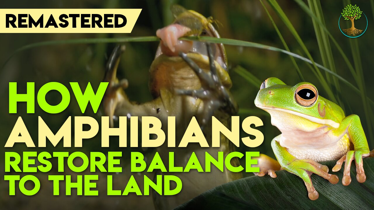 How Amphibians Restore Balance To The Land | Harvey Tweats