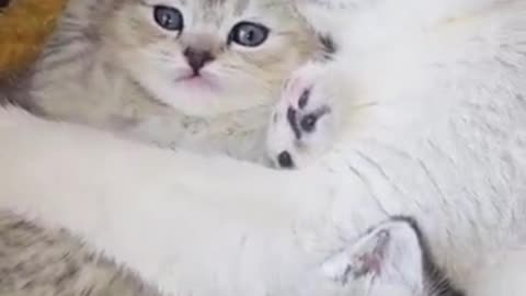 Cat Mom’s Unconditional Love ! The Cutest Bond With Her Kittens!
