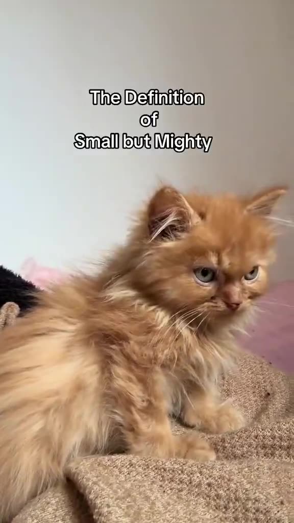 He's so wittle and so angy
