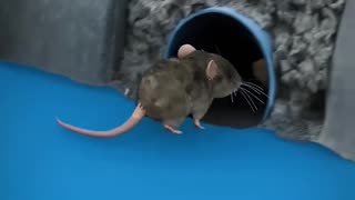 How Mice Get Into Your Toilet 🐭🚽 #science