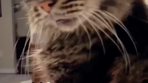 Cat can understand what human saying
