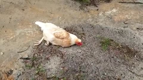 Hypnotize a Chicken