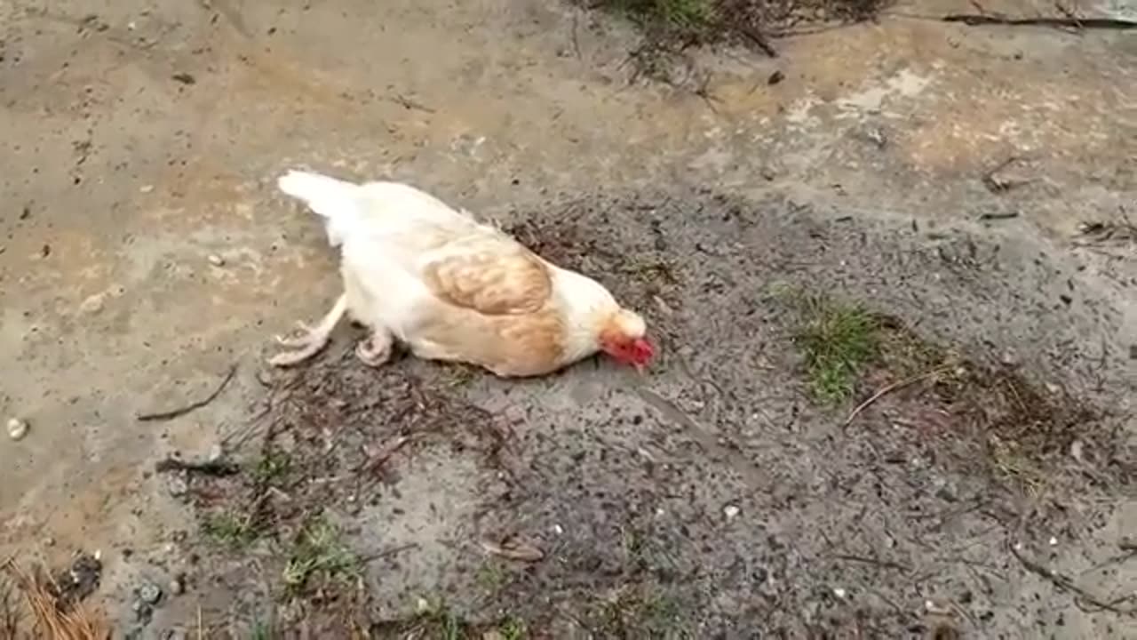 Hypnotize a Chicken