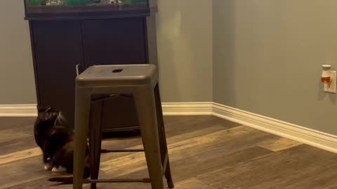 Funny cats and animals videos