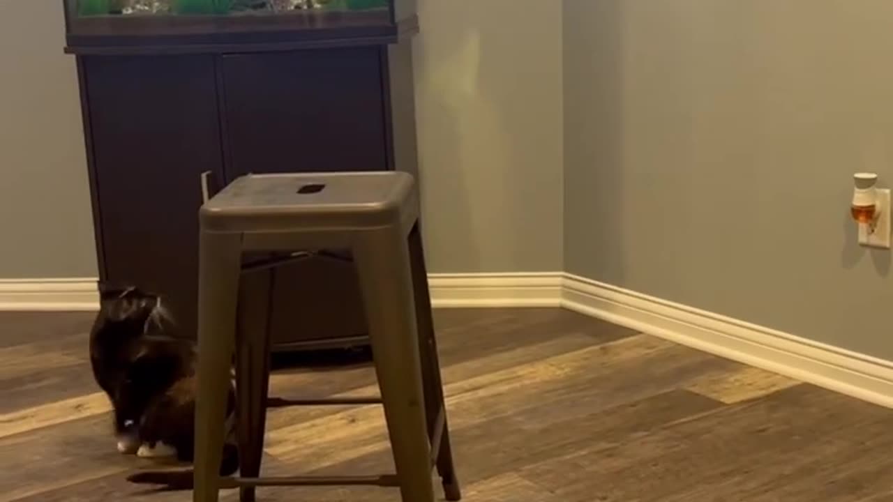 Funny cats and animals videos