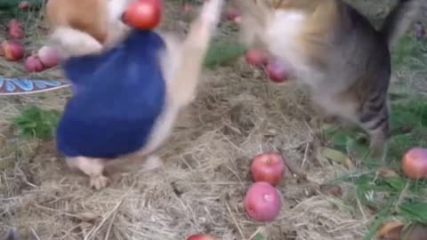 Apple dog vs apple cat🍎🐕🐈