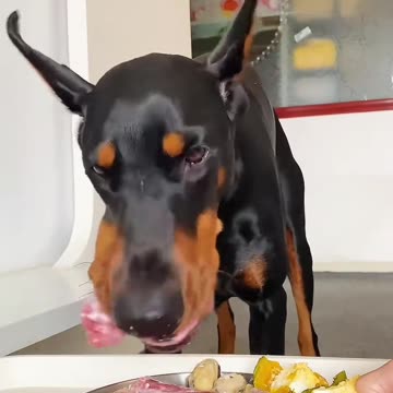 "From Picky Eater to Happy Feaster: A Dog's Mealtime Journey"