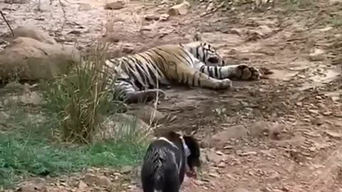 Tiger killed dog at zone 2 Ranthambore National Park,Tiger attack dog #Shorts #bigcat #tiger