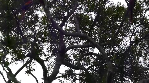 Big Parrots mesmerizing three invasion!