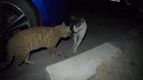 Homeless cats in Ras Al Khaimah, UAE: CHRIS MARTIN & EMINEM #cat #cats #ChrisMartin #Eminem #pets