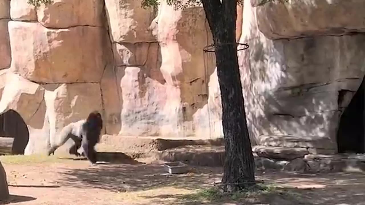 Recceboot~Zookeepers try to escape enclosure with male gorilla