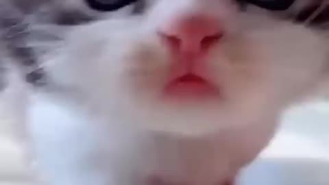 Kitten meowing here for you