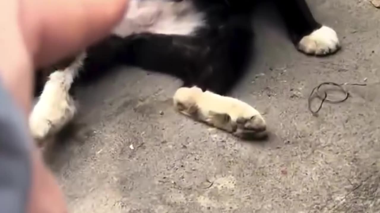 Funny cats😂😺