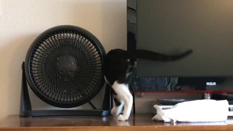 Navigating a Fan (Cat: Mozzie)