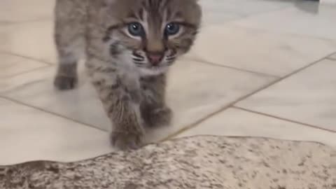 We found a baby bobcat stuck in a fence and took it home to raise