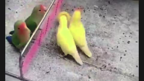 birds playing volleyball