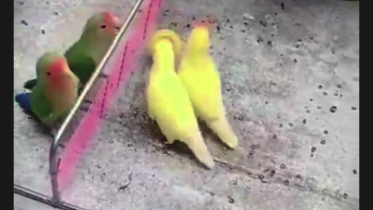 birds playing volleyball