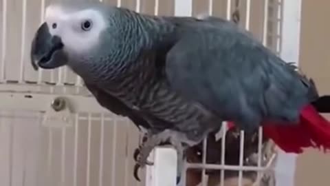 Parrots are cool