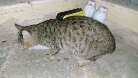 Homeless cat in Ras Al Khaimah, UAE: JANET JACKSON #cat #cats #JanetJackson #UAE #kitten #pets #pet