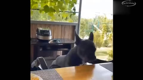 new-funny-cat-and-dog-videos--funniest-animals--part-4