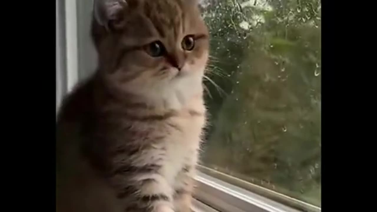 Beautiful, intelligent, and affectionate cats