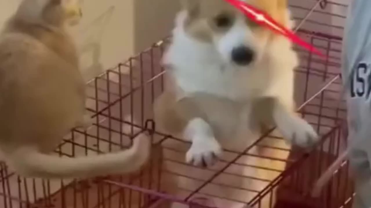 Funny animals video