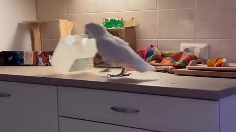 Parrot playing 😁 try not to laugh