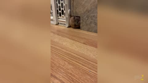 Funny Animal Videos,Try not to laugh!!