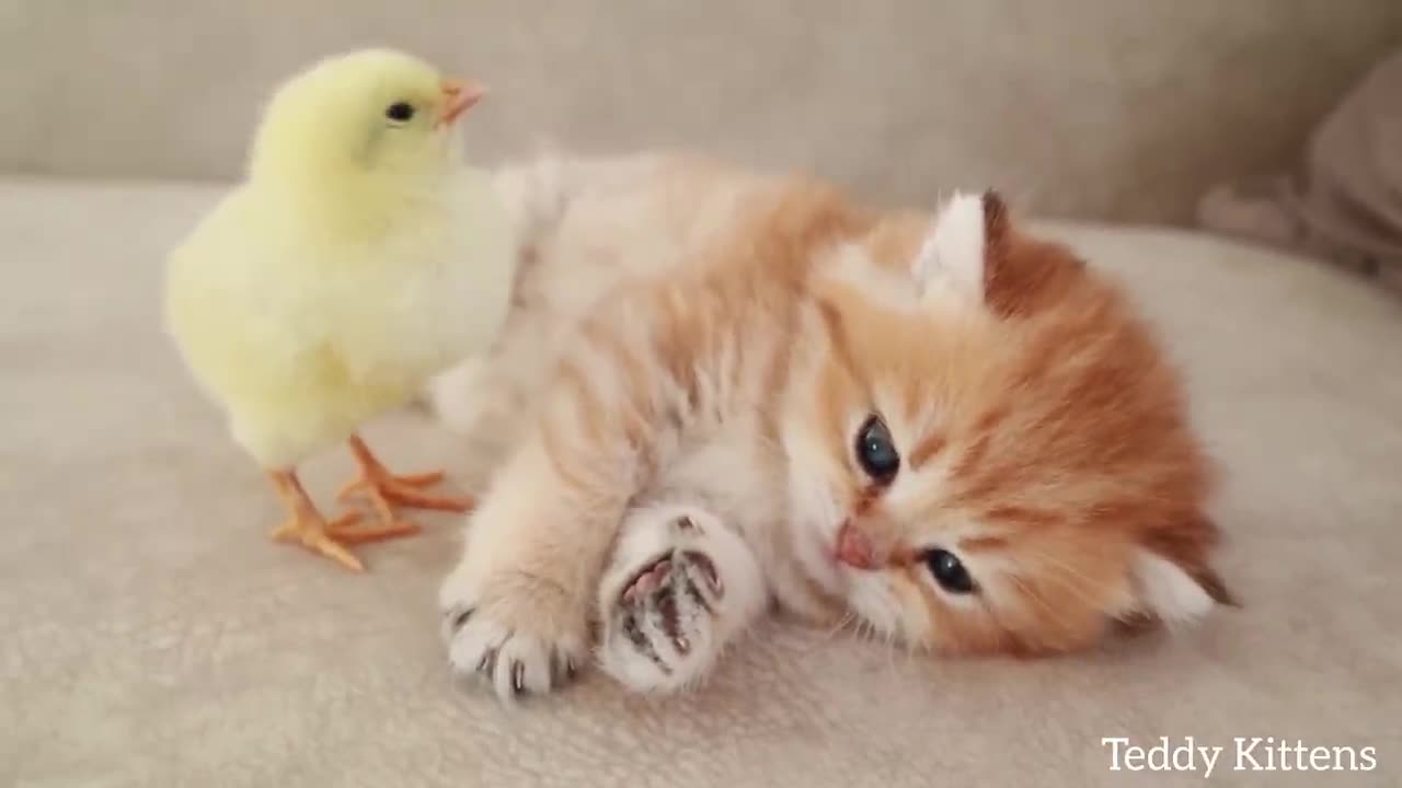 Cat loves chicken