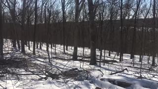 February 21, 2025 - Tree Thinning Success Continued