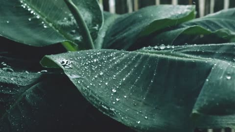 Natural rainsound. Rain 🌧️ on a quiet forest ambience