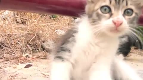 Feline Charm: The Graceful & Adorable World of Cats & Kittens