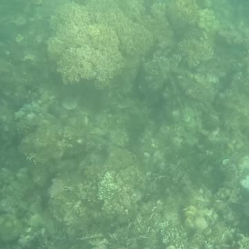 Afternoon Snorkeling