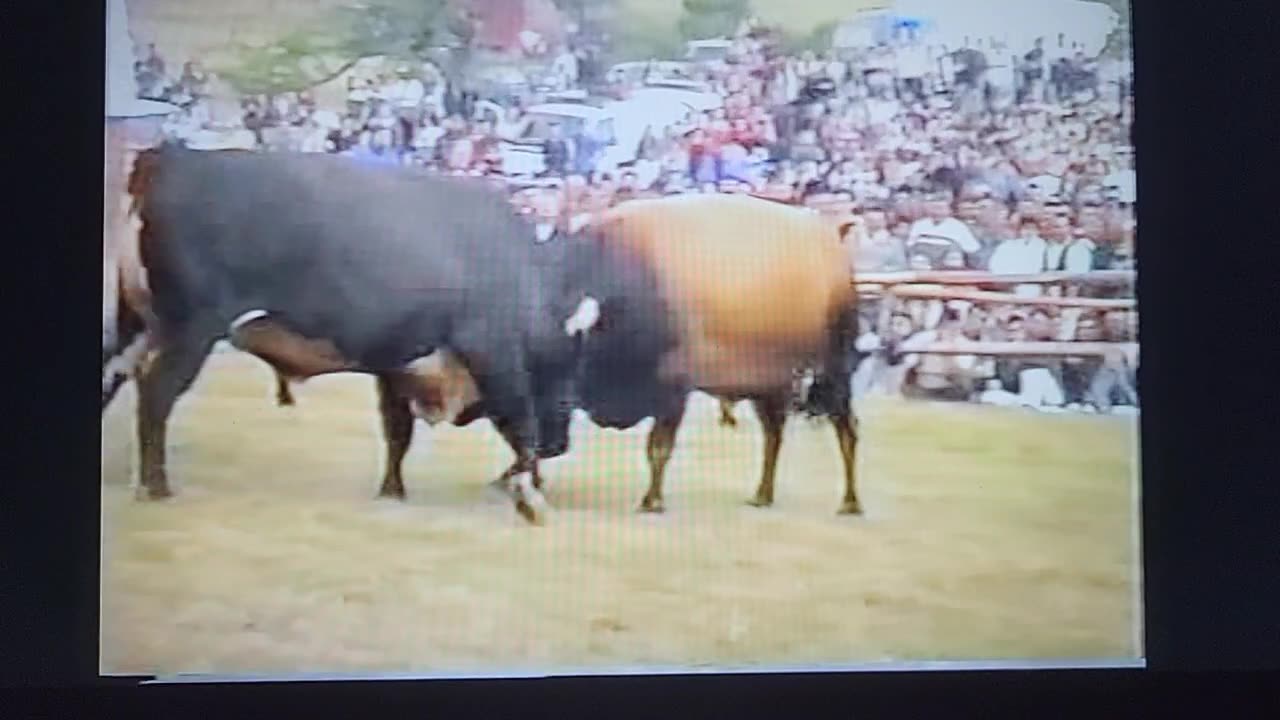 Medonja Edina Begovca i Peran od Redze Patkovica