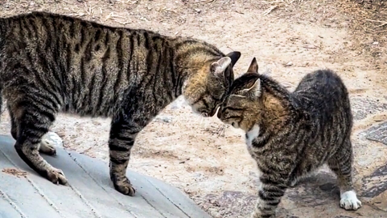 Kitty Crack-Ups Viral Cat Comedy 🎬🐈