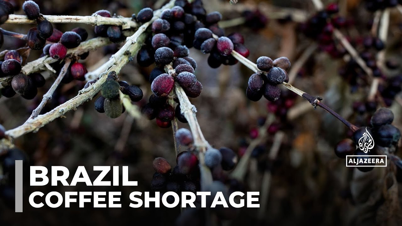 Brazil's coffee shortage: Producers work to mitigate climate change impacts